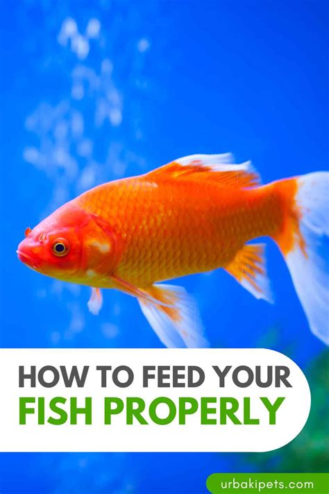 How to Properly Feed Your Fish .